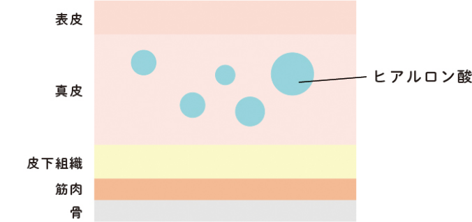 ヒアルロン酸の役割と加齢に伴う変化の図