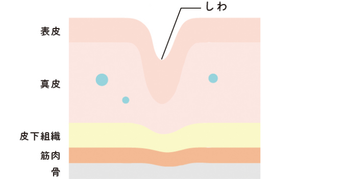ヒアルロン酸の役割と加齢に伴う変化の図
