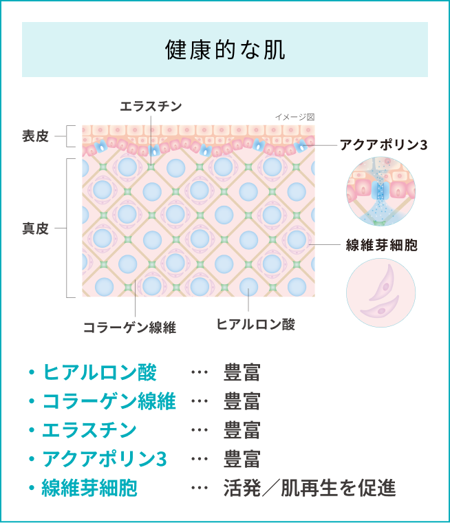 健康的な肌