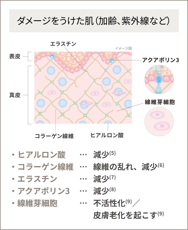 ダメージをうけた肌（加齢、紫外線など）