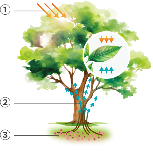 肌質改善治療のポイント