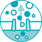 アクアポリン3の活性化